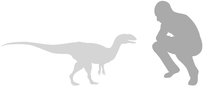 small therapod scale silhouette next to human